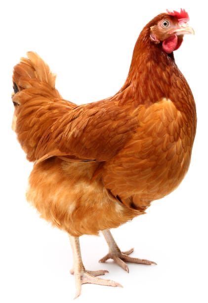 Poultry